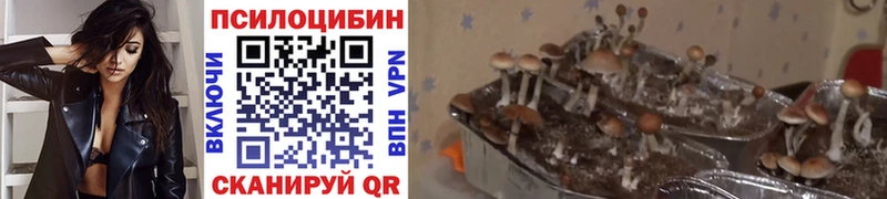 Галлюциногенные грибы мицелий  купить закладку  блэк спрут как зайти  Приволжск 